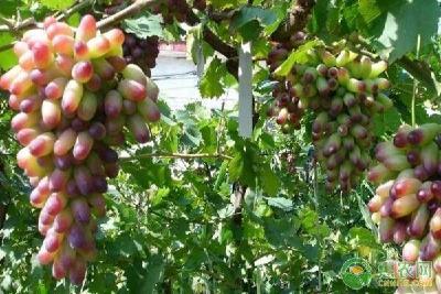 【葡萄】葡萄枝条可腐熟发酵成有机肥？葡萄枝条循环利用技术