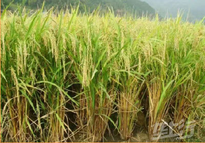 荆州：水稻重大病虫害防控指导意见