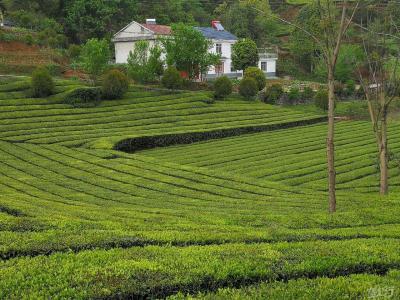 【油茶】油茶种植前景及综合效益分析