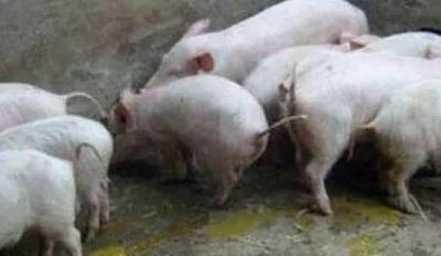 全国人大代表：建议对养猪给予普惠制环保补贴