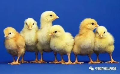 养鸡户请注意：肉鸡苗价格暴涨到如此高度，肉鸡还能养吗？