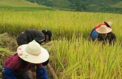 山里面种植水稻想要高产，这几个方面要注意，大家快看看