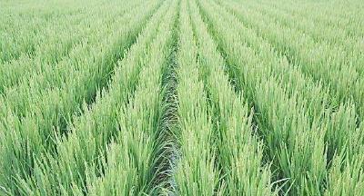 高产的杂交水稻，为何后来农民都不种了？反而去种常规水稻