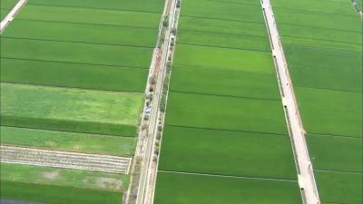 【必看】2019年湖北省水稻生产技术指导意见
