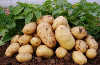 春季土豆种植技术