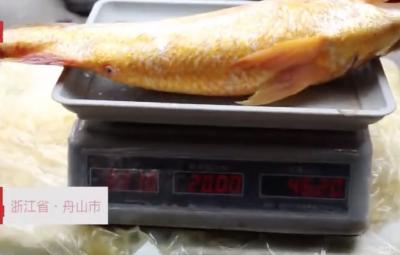一条鱼要价2万！浙江渔民捕获8条“财神”鱼，最大一条超4斤重！