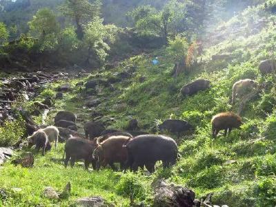 湖北省神农架林区发生野猪非洲猪瘟疫情，共发现死亡野猪7头