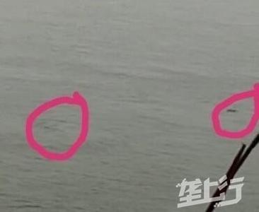 长江蕲春水域现3只“水怪” 目击者与专家确认是长江江豚