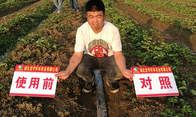 雨雪天病害肆虐，棚菜改进施药方法效果好