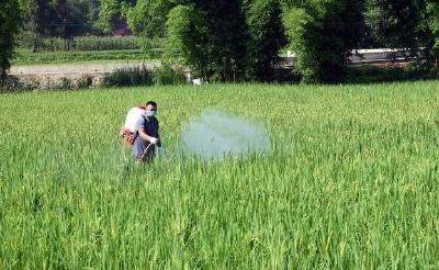 种植水稻，防治好这两种病害，产量质量都有保障
