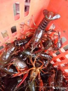 为什么大部分养小龙虾的在冬季不卖龙虾？