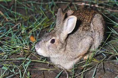 野兔和家兔有什么区别？野兔如何养殖？