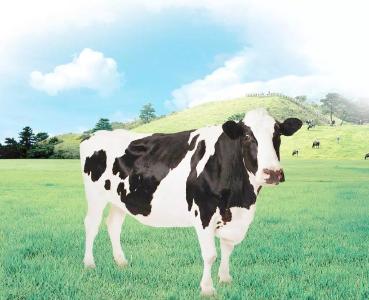 澳大利亚新西兰奶牛“远嫁”庆阳