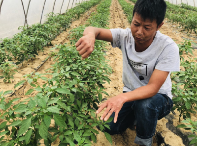 蔬菜病害难解决？背完这个顺口溜！省了今年请专家的钱！