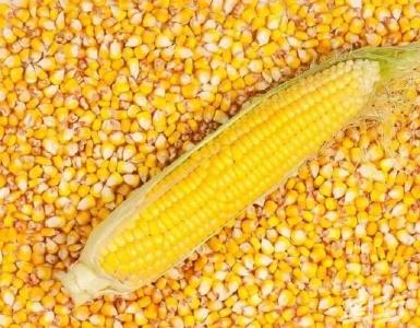 还在屯粮的玉米种植户注意啦！下个月玉米价格看涨几率提高！