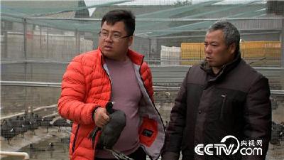 胆子大眼光毒 小伙一只“鸡”最高能卖240元