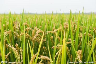 枝江：种优质稻，带动农民一起赚大钱