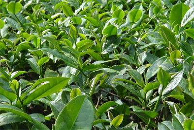 【茶叶】茶叶种植技术