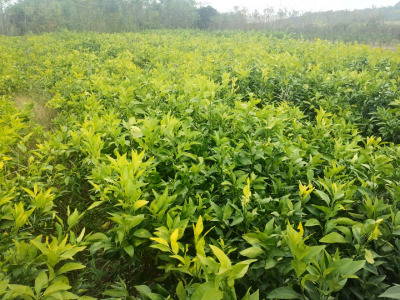 果苗交流会、观摩会报名倒计时开始啦，就差您了!