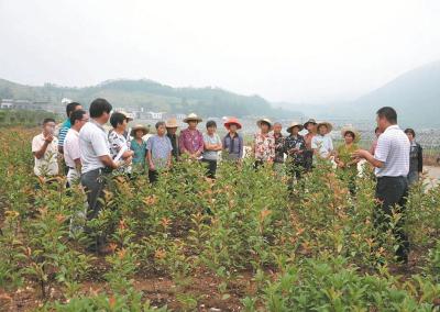 鄂州市委在田间地头开展“脱贫攻坚”调研式学习