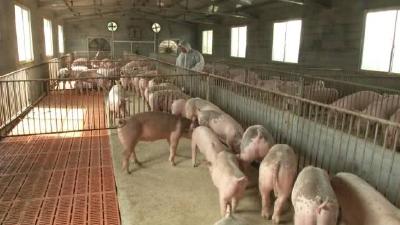 农业农村部：猪价高峰时同比或涨超80%