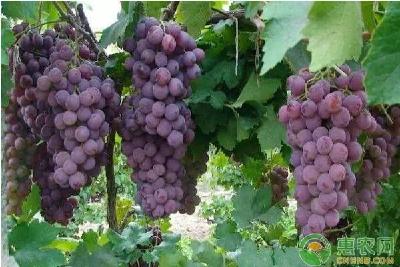 【葡萄】葡萄栽培常用架式及整形方式介绍