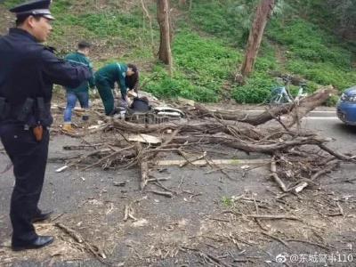 飞来横祸！大风吹倒大树 女子骑电瓶车被砸受伤