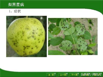 【梨子】梨树22种病害识别和防治方法，种梨人必备