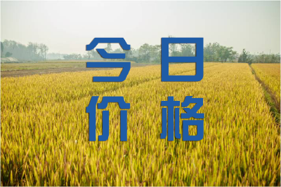 【今日价格】水稻种子价格行情（0313）
