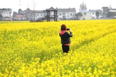 武汉蔡甸油菜花节即将开幕 预计迎来百万赏花游客