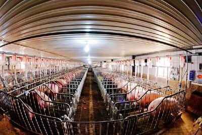 “非瘟”下，散小家庭猪场的生物安全如何做？