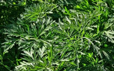 【中药材】艾草种植前景如何？一年利润在多少？