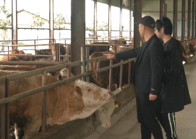 湖北省内牛源紧缺 消费旺季叠加推高牛肉价格