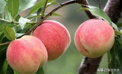 【桃树】桃树连作会有影响吗?栽种都需要哪些条件
