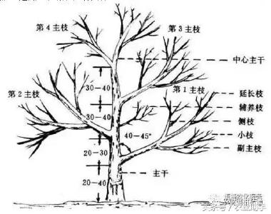 【柑橘】柑橘整形修剪技术！