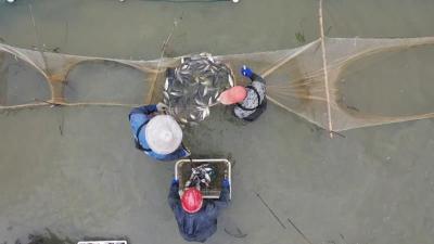 再出新规 湖北多部门发文推进水产养殖业绿色发展