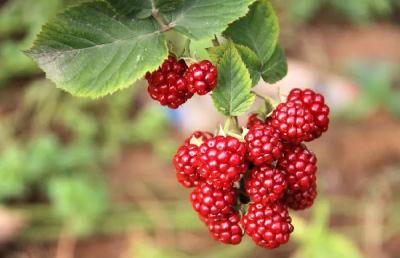 被誉为第三代水果的树莓如何栽培？不耐贮藏运输，注意种植风险！