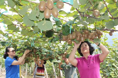 武汉将建猕猴桃采摘观光基地 支持种植加工等产业