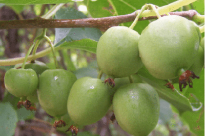 【猕猴桃】软枣猕猴桃哪个品种好 软枣猕猴桃品种大全