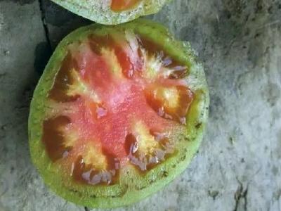 近期番茄筋腐病发病猖獗，探讨筋腐果发病原因