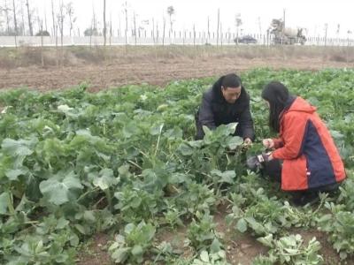 黄冈：油菜菌核病发生趋势预测及防治意见