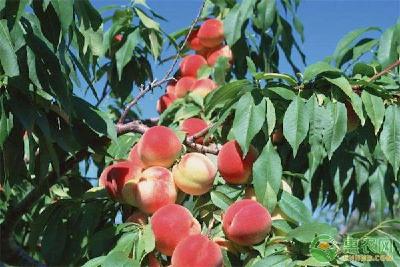【桃树】桃树不同时期的浇水要点及注意事项