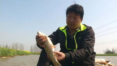 全国媒体都在转播，洪湖800万斤优质淡水鱼有销路了！