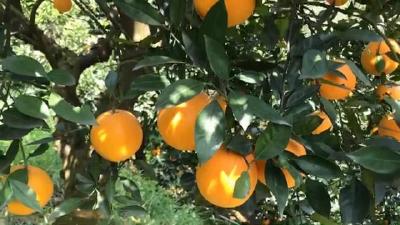 【柑橘】不打除草剂 长出好果实 采用以草治草，果园一年省下了80多万元