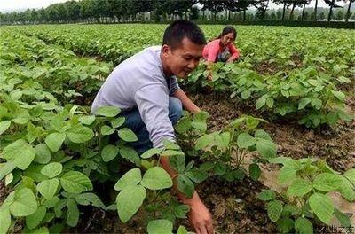 湖北省一半以上县市出台有机农业奖补政策