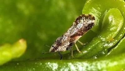 【虫害】大棚蔬菜重要害虫生物防治技术方案