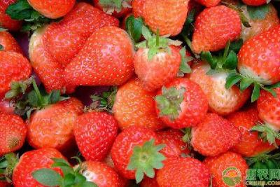 【草莓】春季草莓坐果难怎么办？做好这4项工作，可使草莓高产挂果！