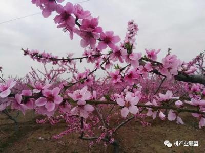【桃树】当前管理桃树开花和幼果期管理！