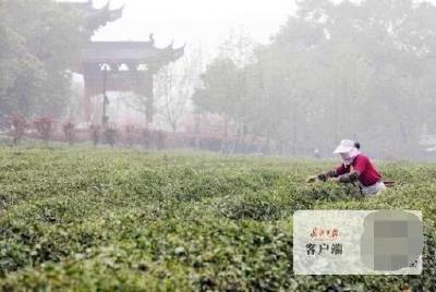 武汉今晨有大雾 周末冷空气南下带来5级阵风