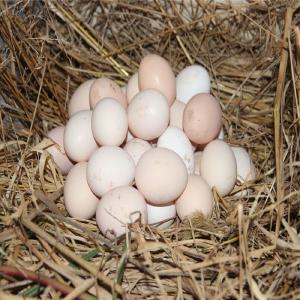 湖北省发布鸡蛋消费警示：购“土鸡蛋”需谨慎 商标陷阱要留心